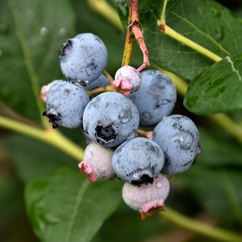 "3 in 1 Combo" Blueberry, 5 gal. (PLU# 27952)