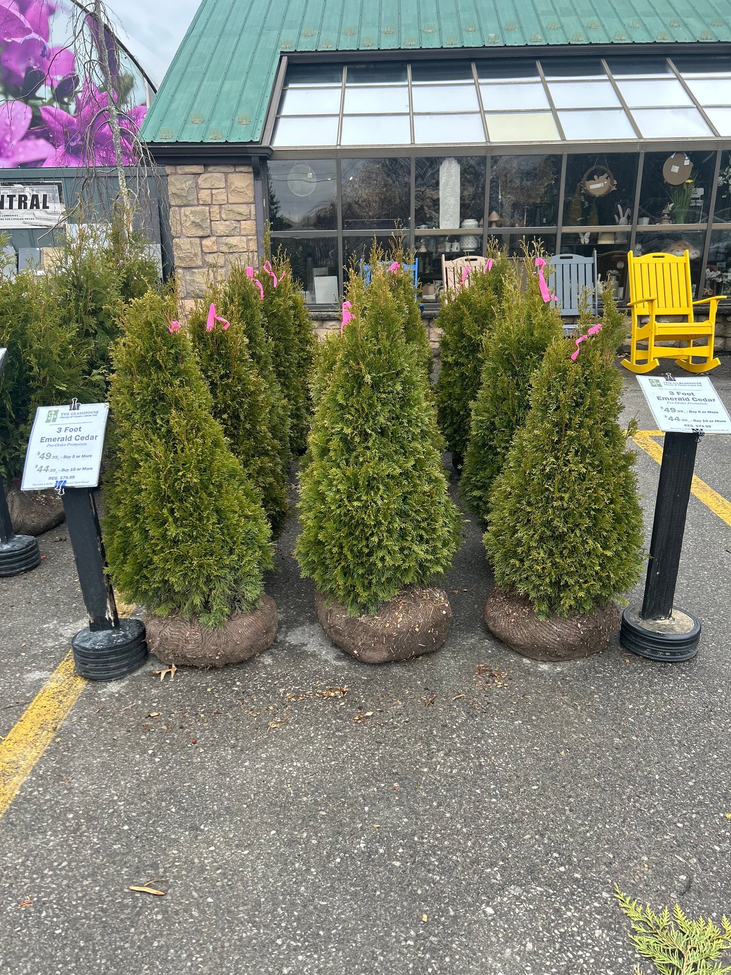 3' Emerald Cedars