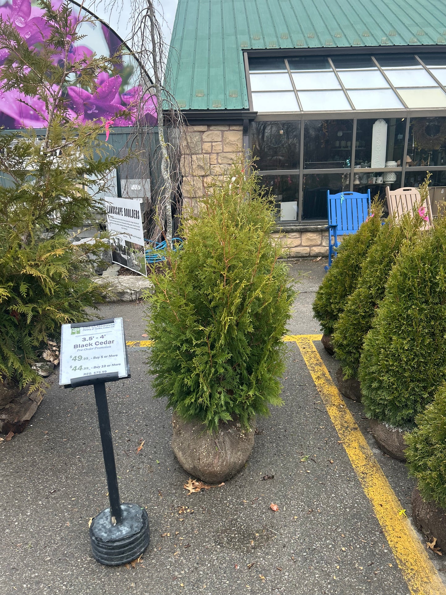 3.5' - 4' Black Cedars