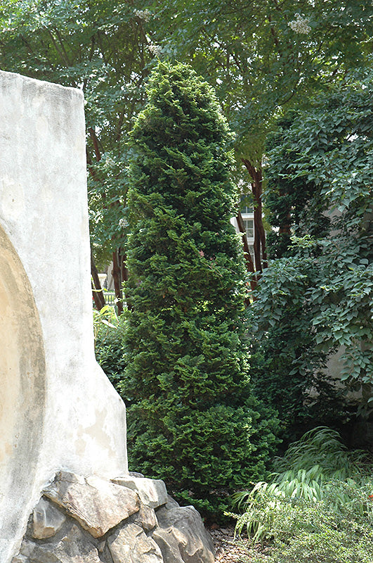 3.5' - 4' Black Cedars