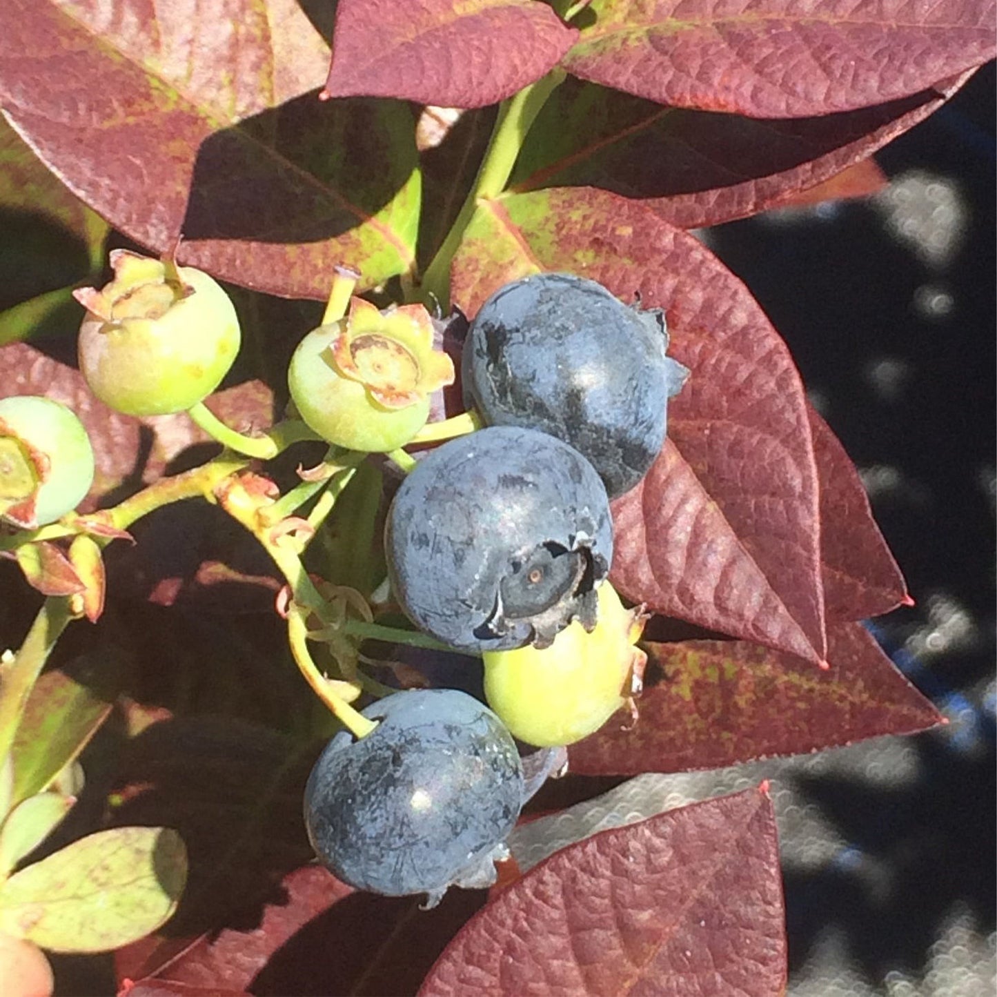 "Cabernet Splash" Blueberry, 2 Gal. (PLU# 66361)