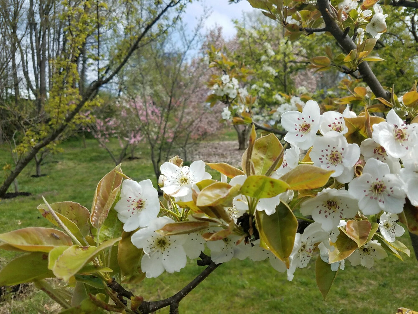 Combination Asian Pear Tree, 7 Gal. (PLU# 75392)