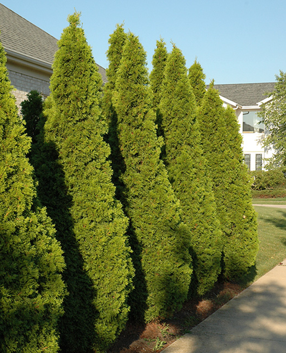 3' Emerald Cedars