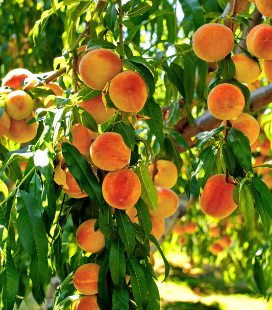 "Flamin Fury" Peach Tree, 7 Gal. (PLU# 56613)
