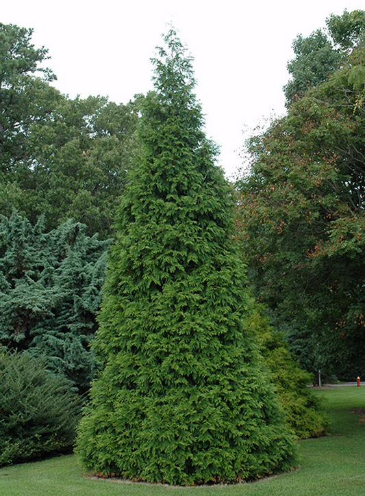 6-7' Green Giant Cedars