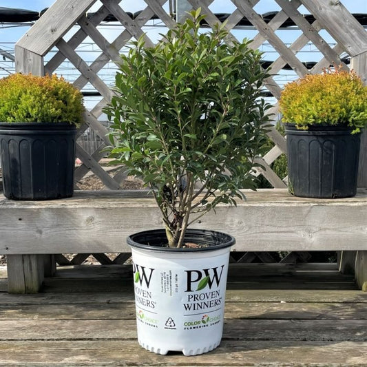 "Strong Box" Holly, 1 Gal. (PLU# 68499)