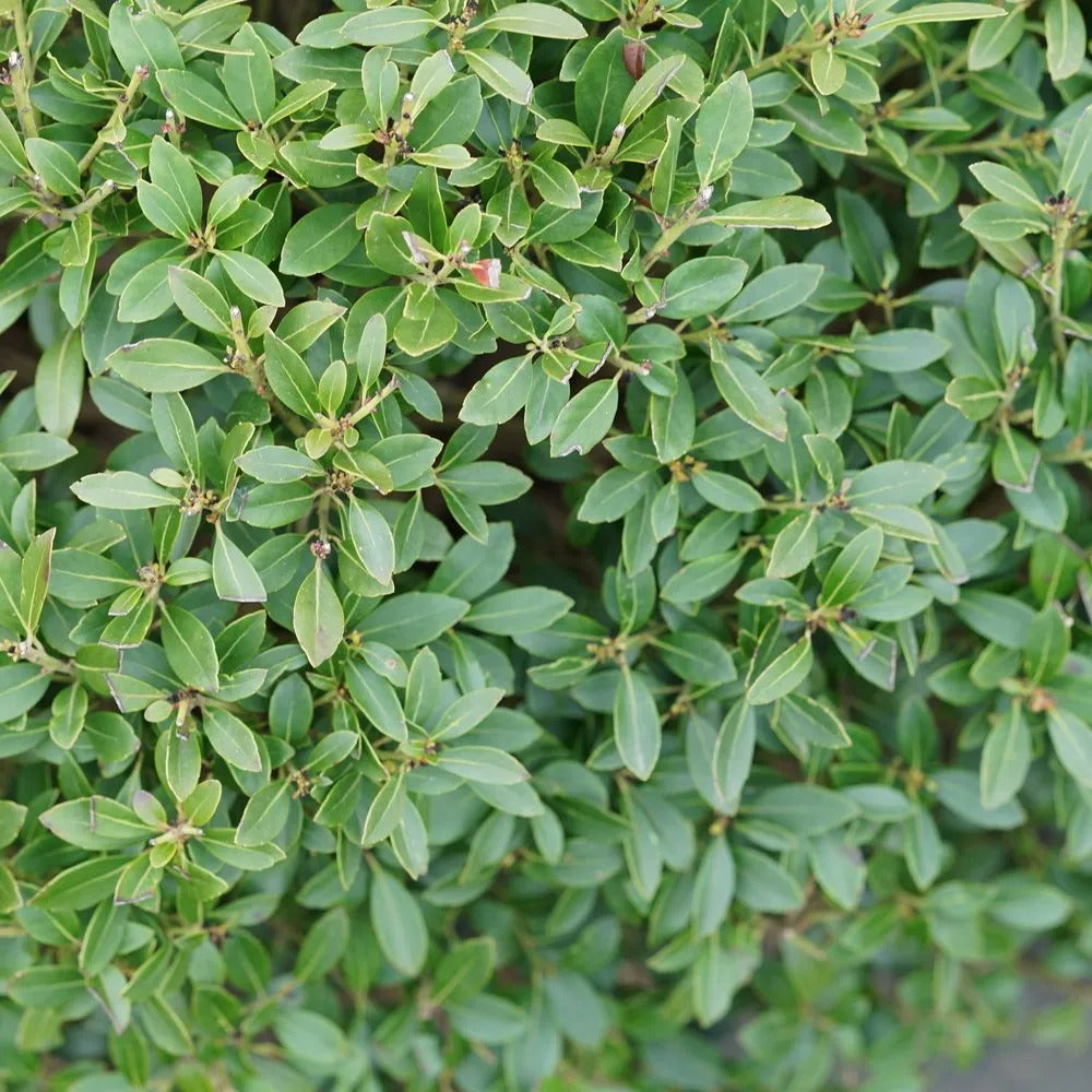 "Strong Box" Holly, 1 Gal. (PLU# 68499)