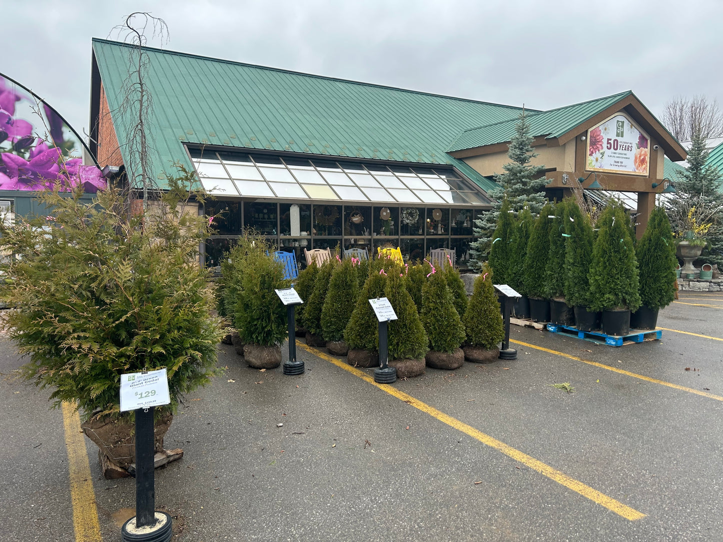 3' Emerald Cedars