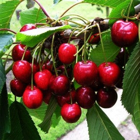 "Bing" Sweet Cherry Tree, 7 Gal. (PLU 13055)
