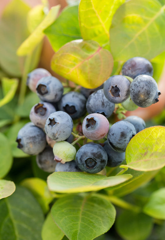 "Peach Sorbet" Blueberry, 2 Gal. (PLU 14589)