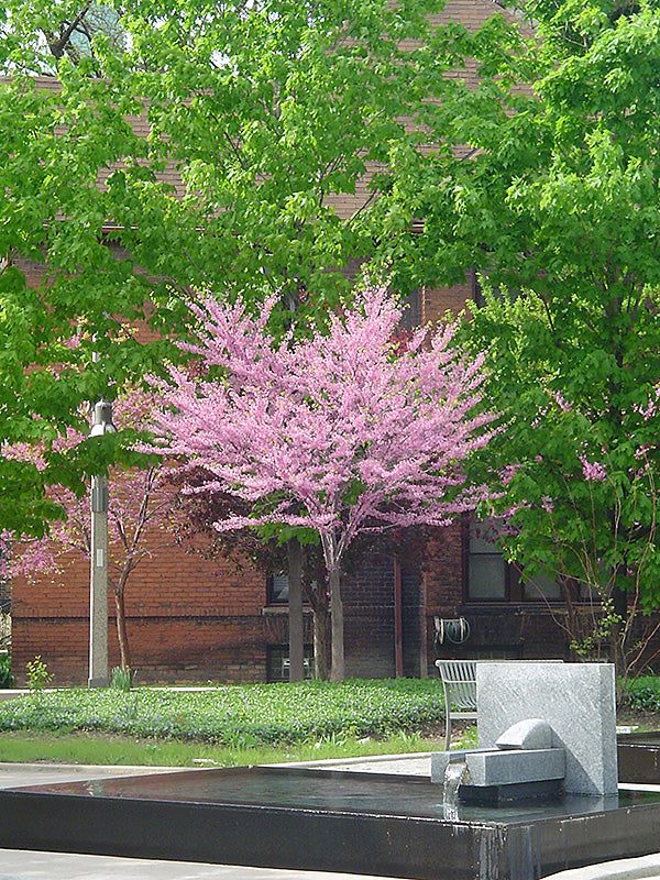 Eastern Redbud