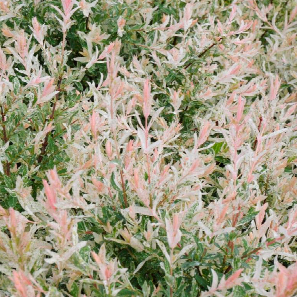 SOLD OUT Garden Bundle Pre-Order - Package 1