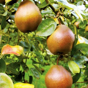 Combination Pear Tree, 7 Gal. (PLU# 13062)