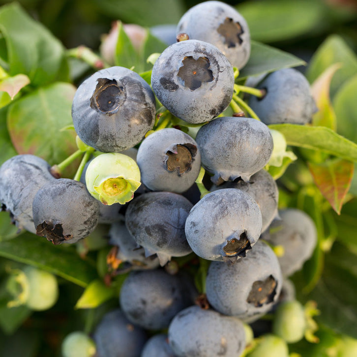 Berries – The Glasshouse Nursery