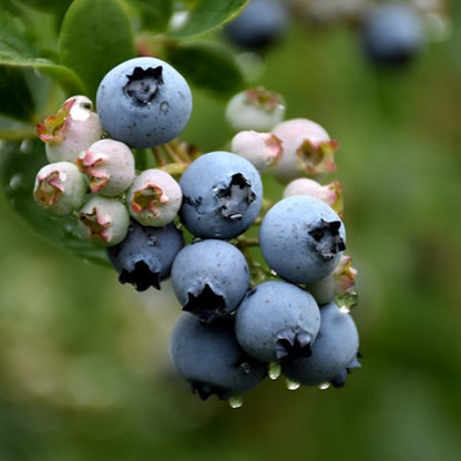 "3 in 1 Combo" Blueberry, 5 gal. (PLU# 27952)