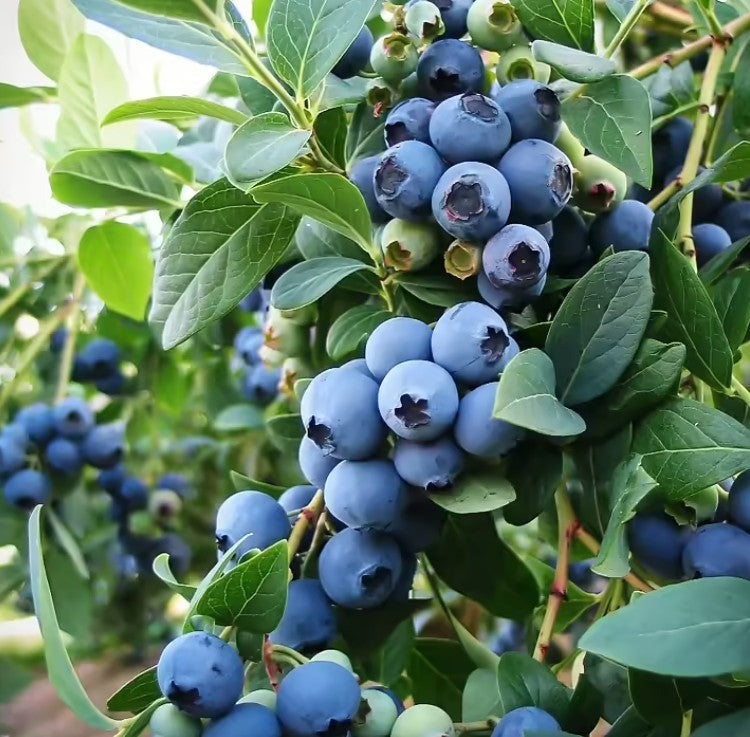 "Blue Jay" Blueberry, 2 Gal. (PLU# 66359)
