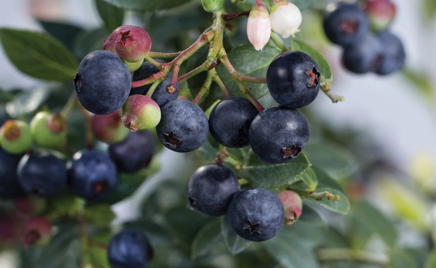 "Blueberry Buckle" Blueberry, 2 gal. (PLU# 75405)