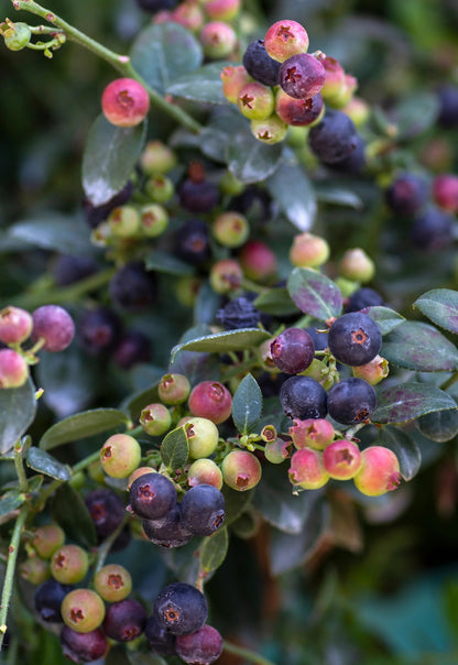 "Blueberry Buckle" Blueberry, 2 gal. (PLU# 75405)