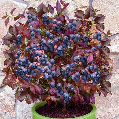 "Cabernet Splash" Blueberry, 2 Gal. (PLU# 66361)