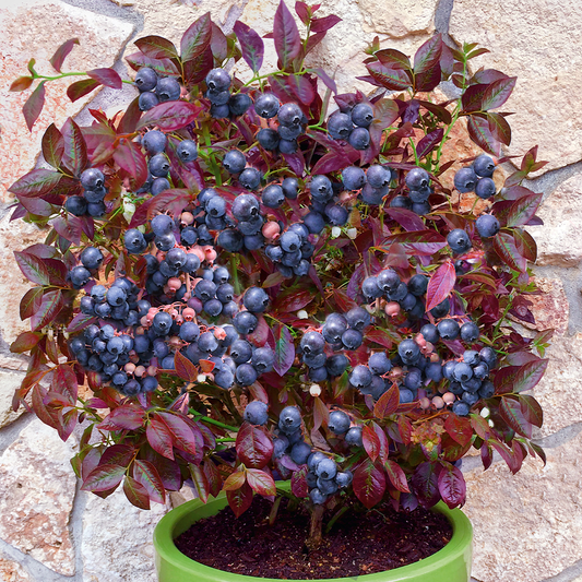 "Cabernet Splash" Blueberry, 2 Gal. (PLU# 66361)