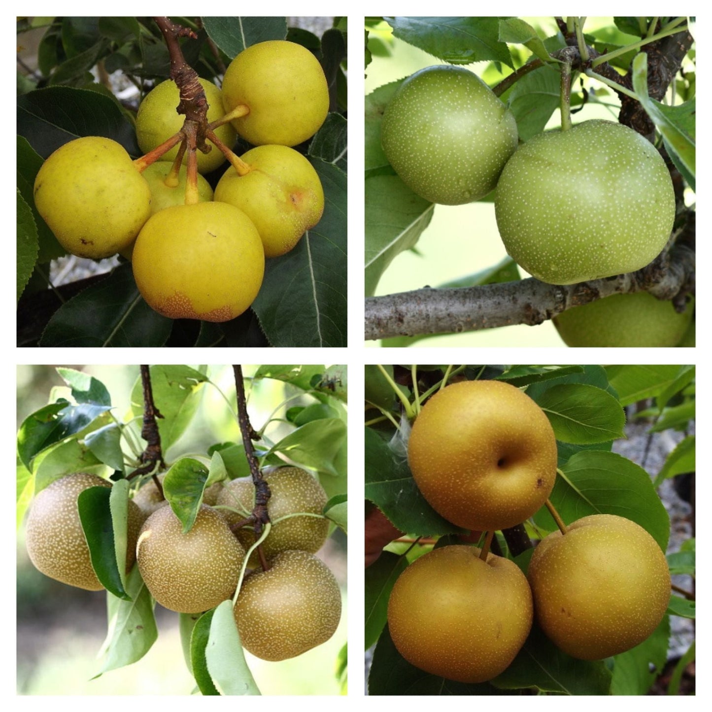 Combination Asian Pear Tree, 7 Gal. (PLU# 75392)