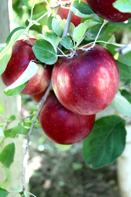 "Cosmic Crisp" Apple Tree, 7 Gal (PLU# 75395)