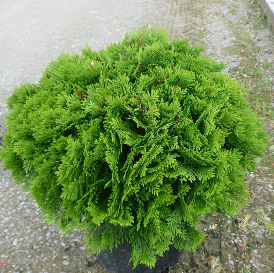 Danica Cedar, 3 Gallon. (PLU# 51606)