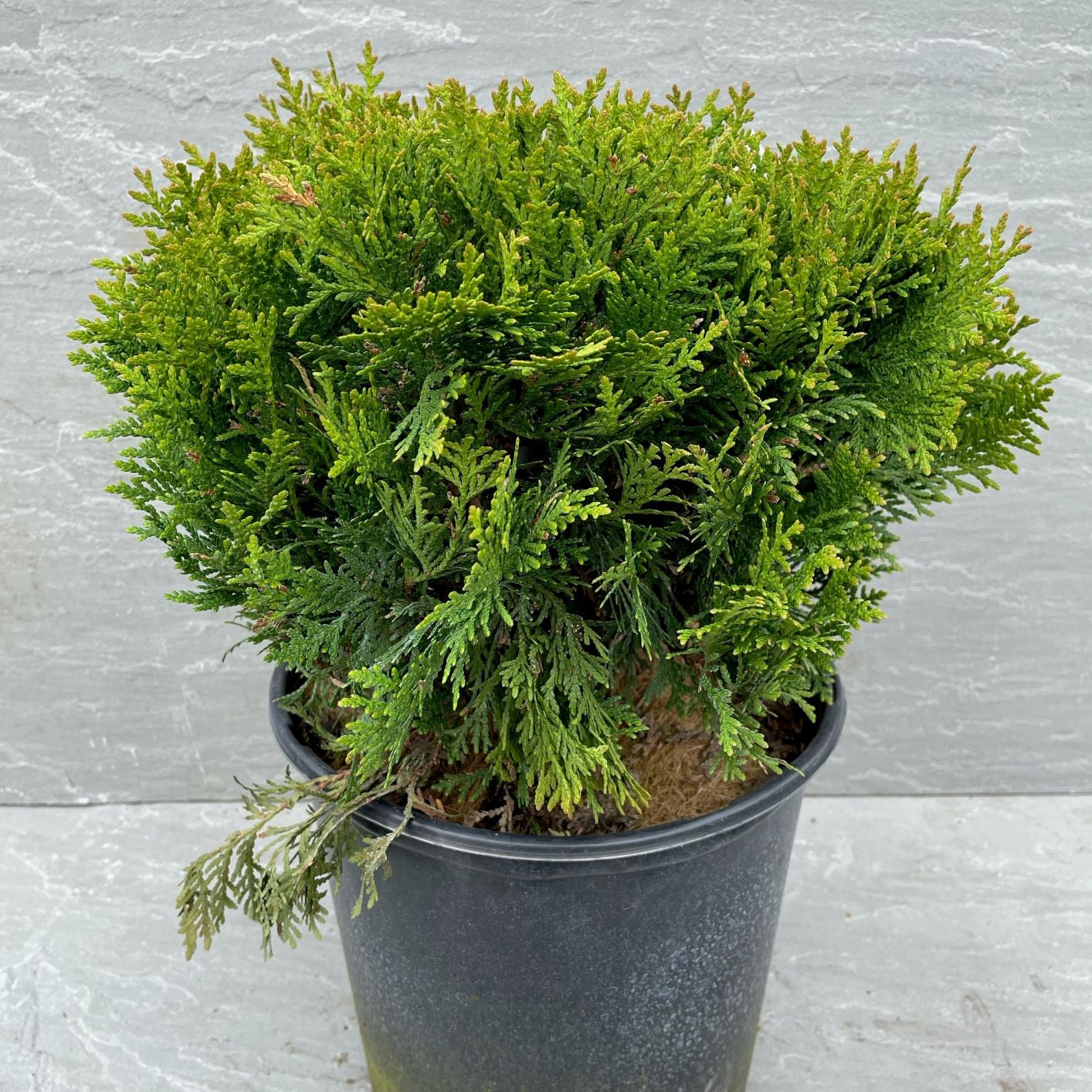 Danica Cedar, 3 Gallon. (PLU# 51606)