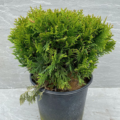 Danica Cedar, 3 Gallon. (PLU# 51606)