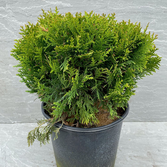 Danica Cedar, 3 Gallon. (PLU# 51606)