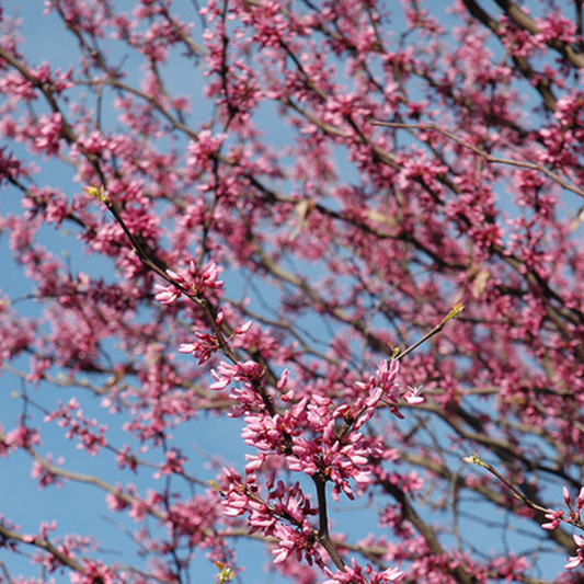 Eastern Redbud