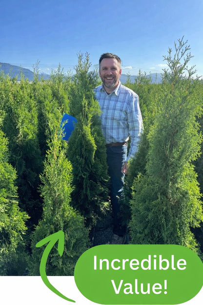 Emerald Cedar - Bulk Value Pre-Order 10+