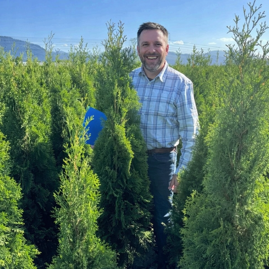 Emerald Cedar - Bulk Value Pre-Order 10+