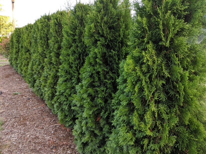 Emerald Cedar, 7'-8' B&B. (PLU# 73531)
