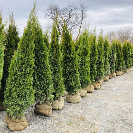 Emerald Cedar, 7'-8' B&B. (PLU# 73531)