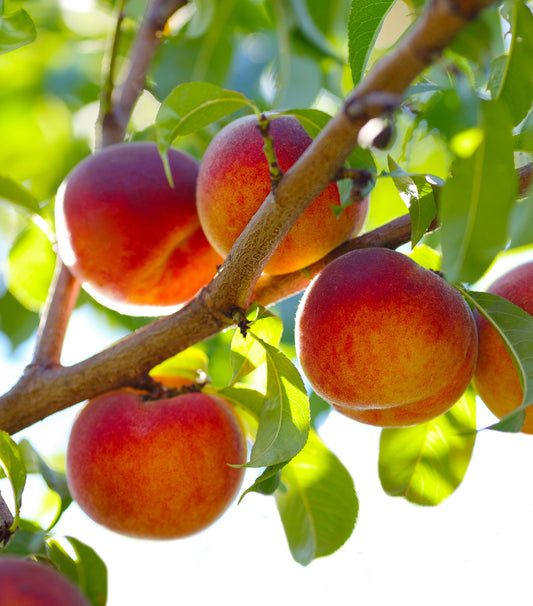 "Flamin Fury" Peach Tree, 7 Gal. (PLU# 56613)
