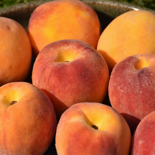 "Harrow Diamond" Peach Tree, 7 Gal. (PLU# 55876)