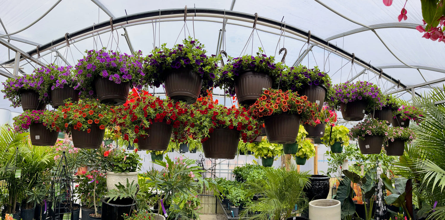 The Glasshouse Nursery