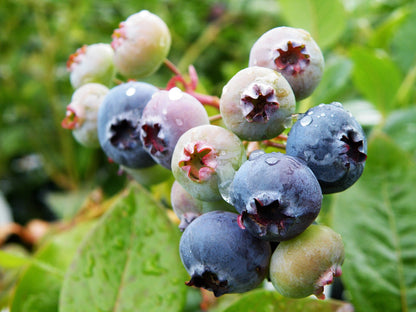 "Jersey" Blueberry, 2 gal. (PLU# 75399)