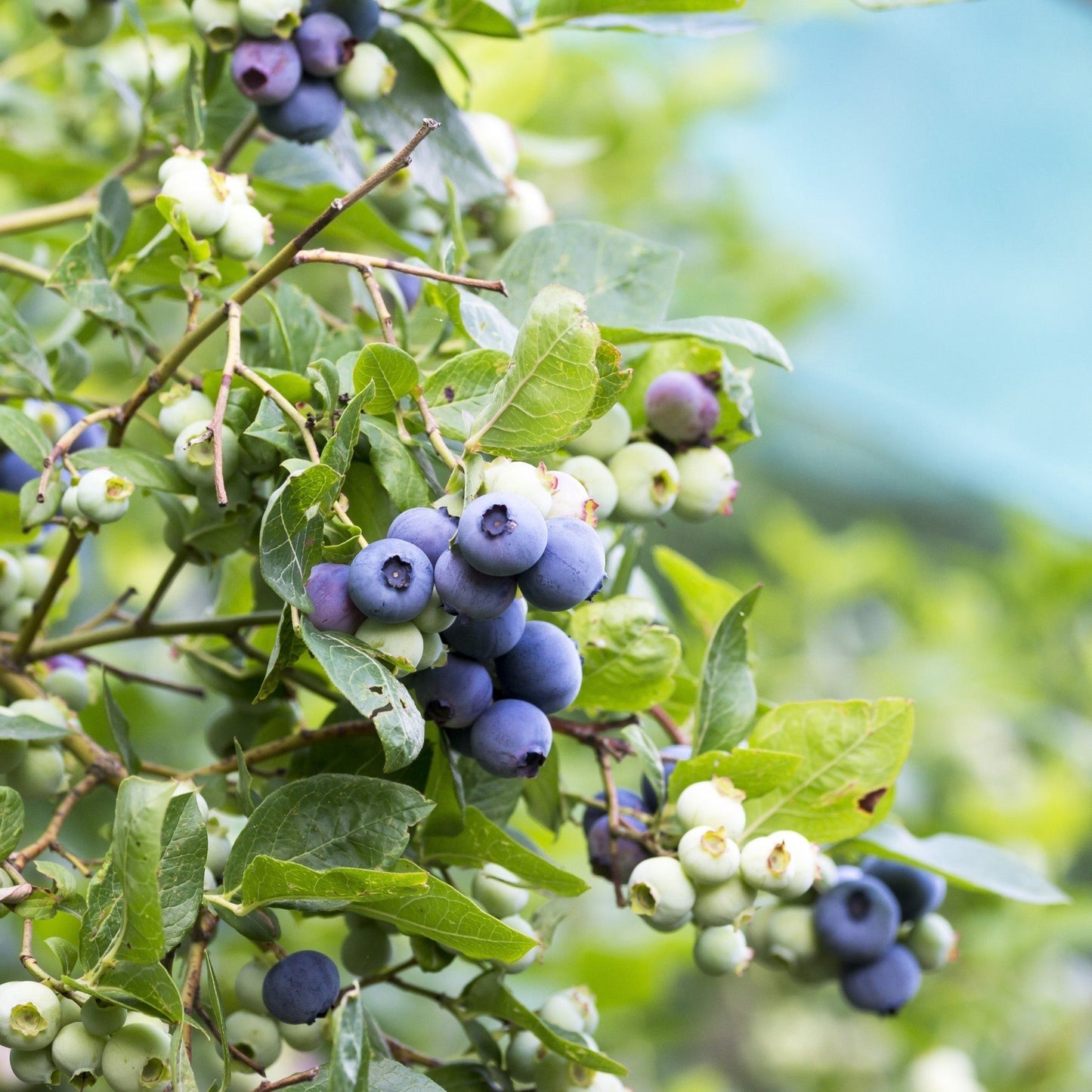 "Patriot" Blueberry, 2 gal. (PLU# 20284)