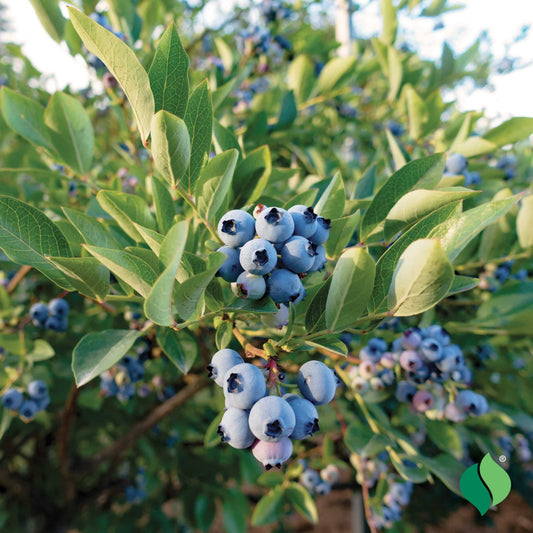 "Patriot" Blueberry, 2 gal. (PLU# 20284)