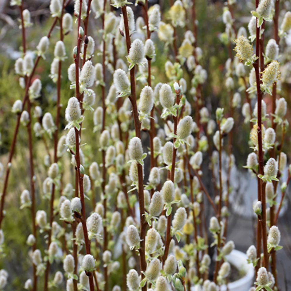 Exploring The Remarkable Benefits Of The Pussy Willow Plant The exploring-the-remarkable-benefits-of-the-pussy-willow-plant-the