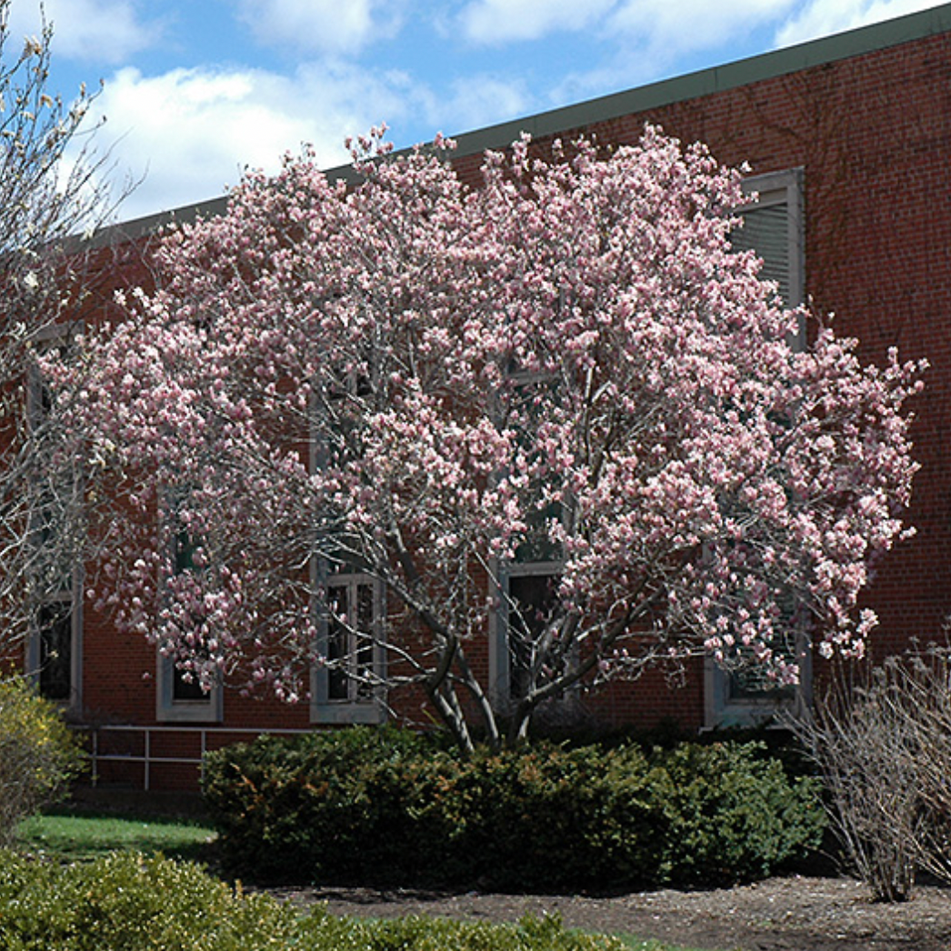 Magnolia Tree Structure Magnolia Trees – The Glasshouse Nursery