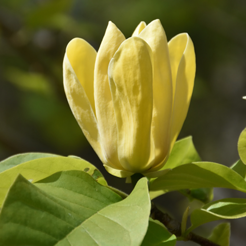 Magnolia Tree Structure Magnolia Trees – The Glasshouse Nursery