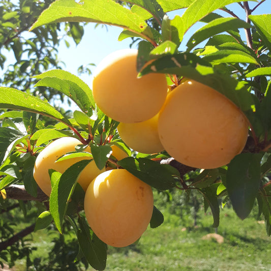 "Shiro" Plum Tree, 7 Gal. (PLU# 75455)