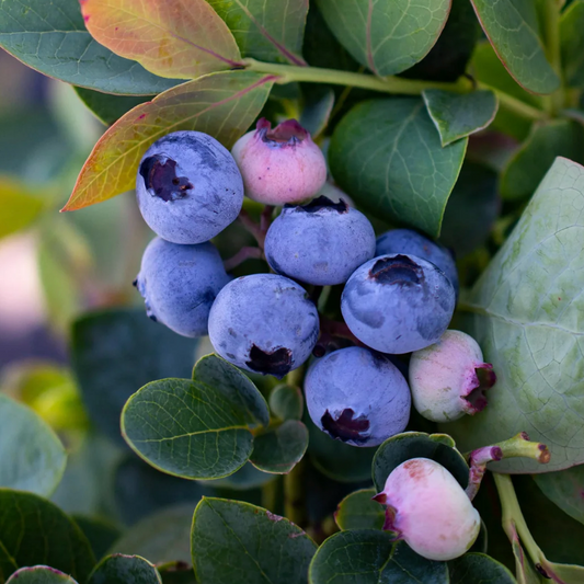 "Silver Dollar" Blueberry, 2 gal. (PLU# 66360)
