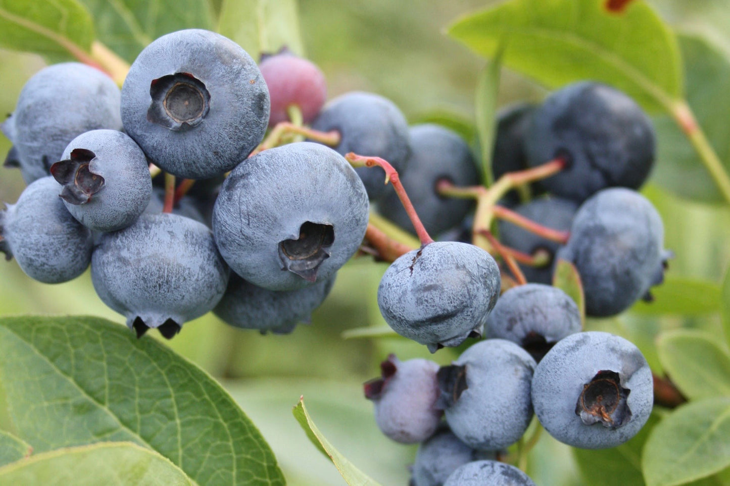 "Spartan" Blueberry, 2 gal. (PLU# 75404)