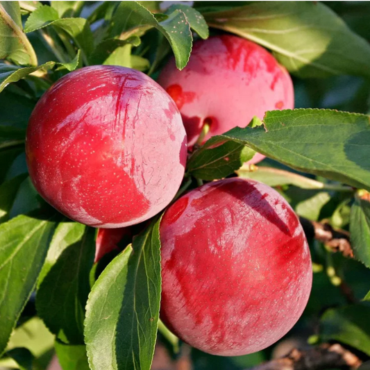 "Vampire" Japanese Plum, 7 Gal. (PLU# 75400)