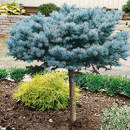 Deluxe Blue Spruce Garden Bundle