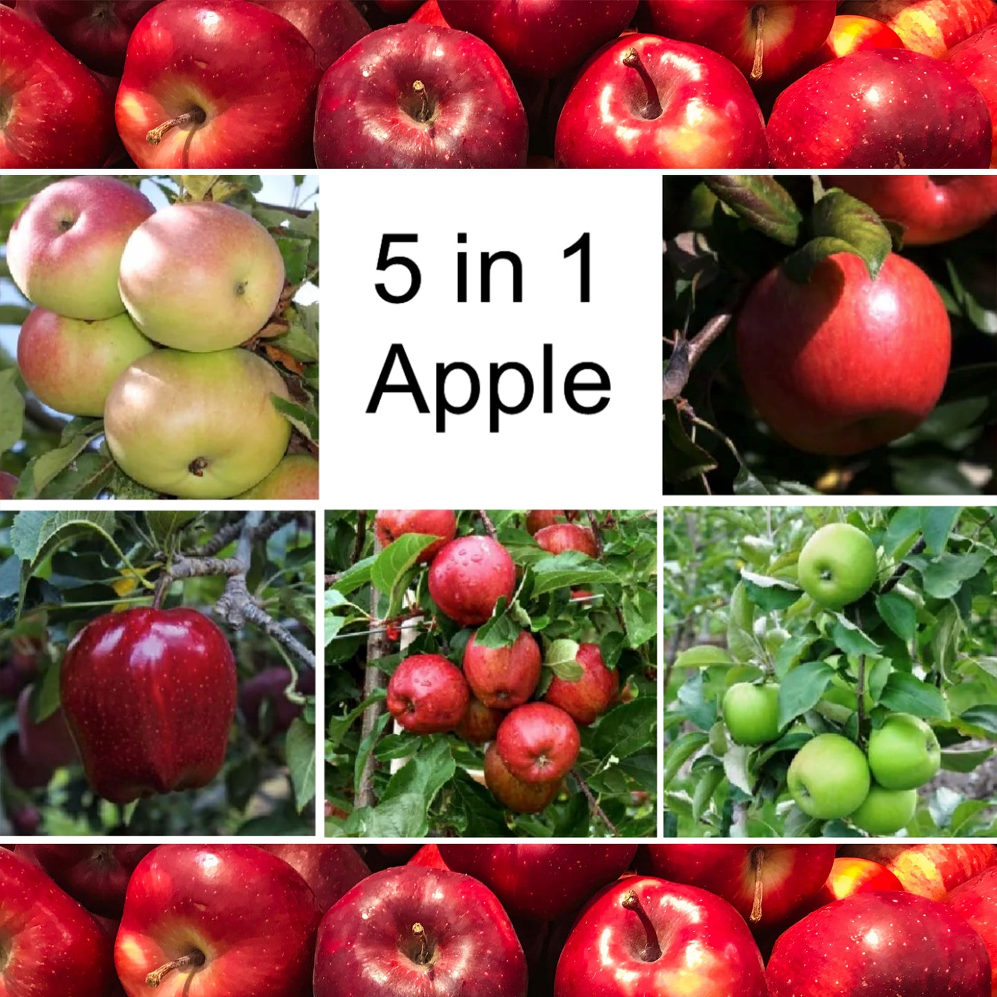 Apple Combination Tree (PLU 13048)